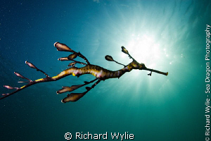 This is a very young weedy seadragon taken towards evenin... by Richard Wylie 